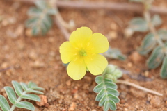Tribulus terrestris